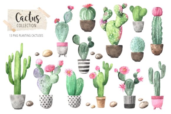 Download Watercolor Exotic Cactus Collection Graphic By Larysa Zabrotskaya Creative Fabrica