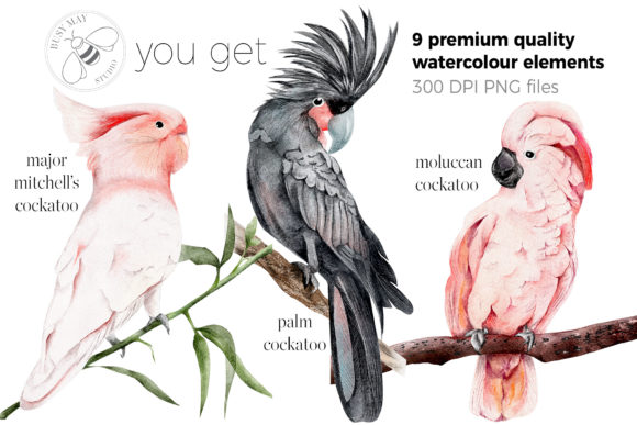 Download Watercolor Exotic Birds Tropical Png Graphic By Busy May Studio Creative Fabrica