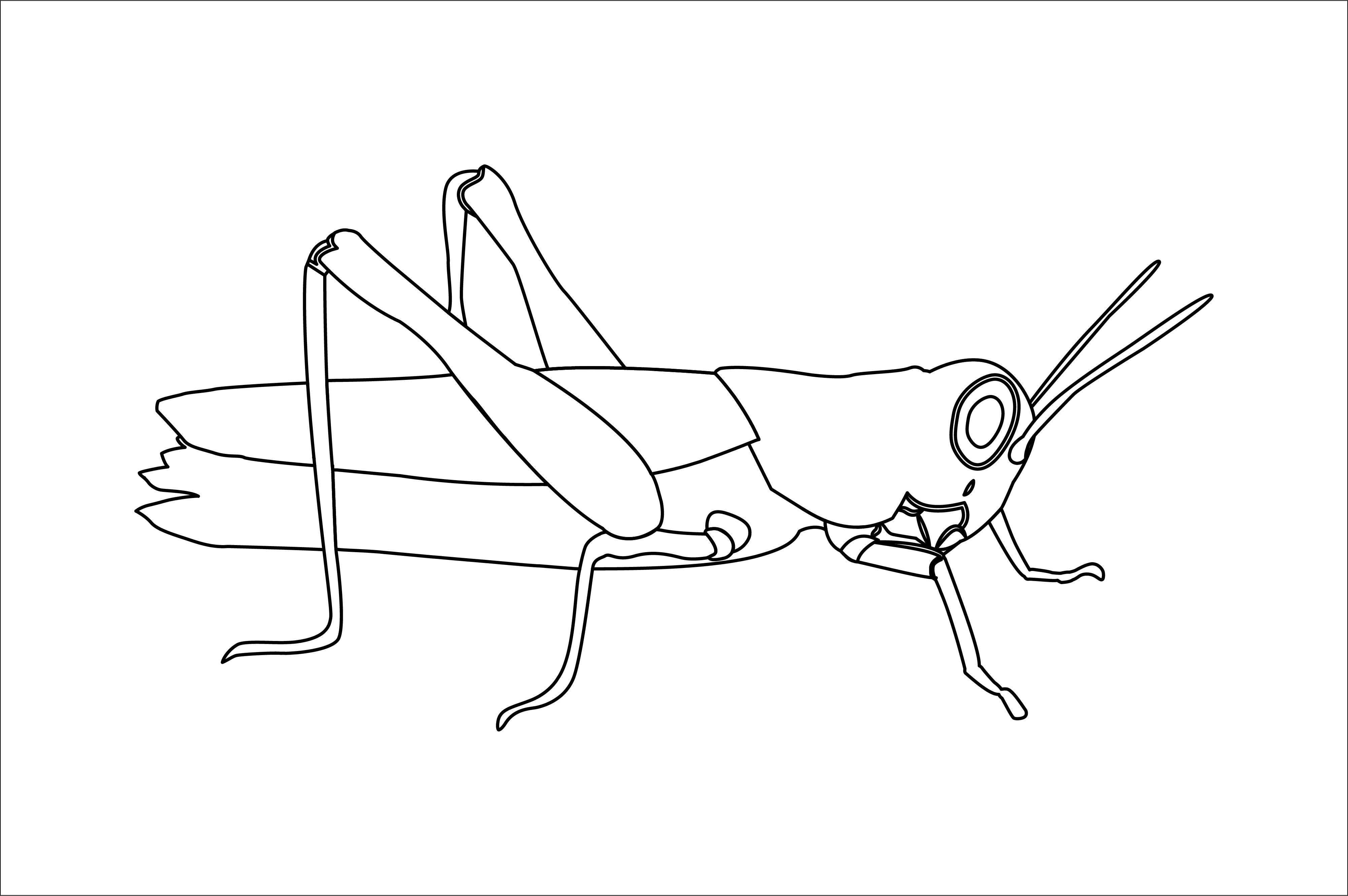 Animal Grasshoppers Icon Outline Graphic by thegoodwaral · Creative Fabrica