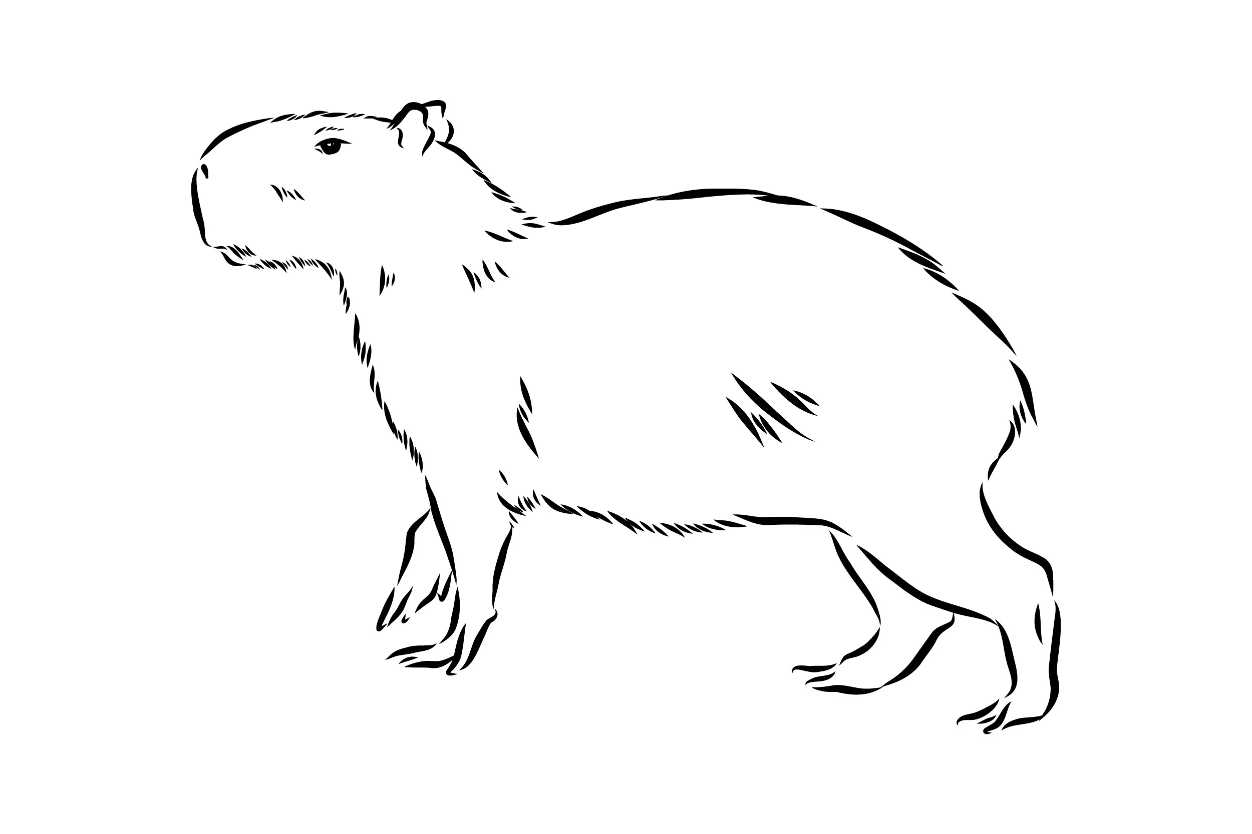 capybara #drawing #draw #cartoon