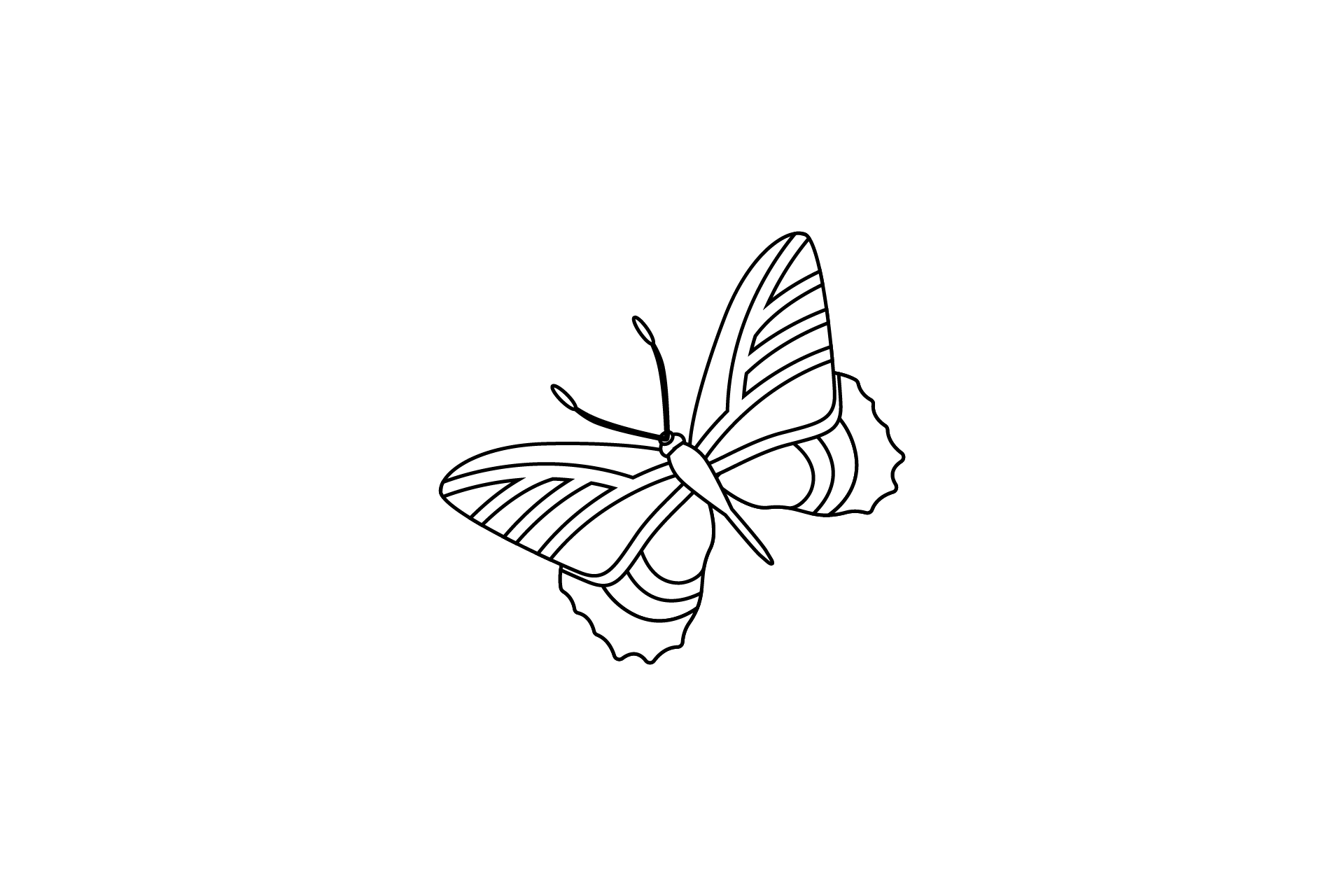 Butterfly Layout Pattern Outline Graphic by flatbackgroundstudio ...