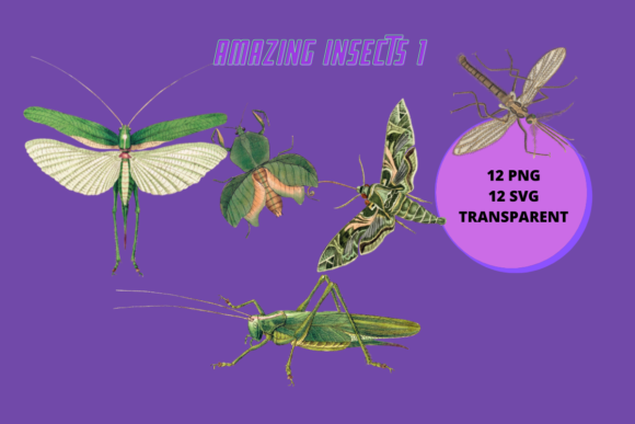 Insects Illustrations Collection 1 Graphic by Manifesto Design ...