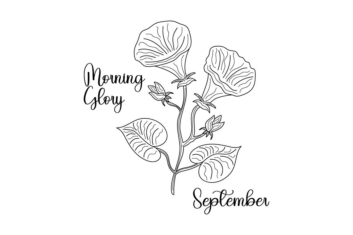 september morning glory flower
