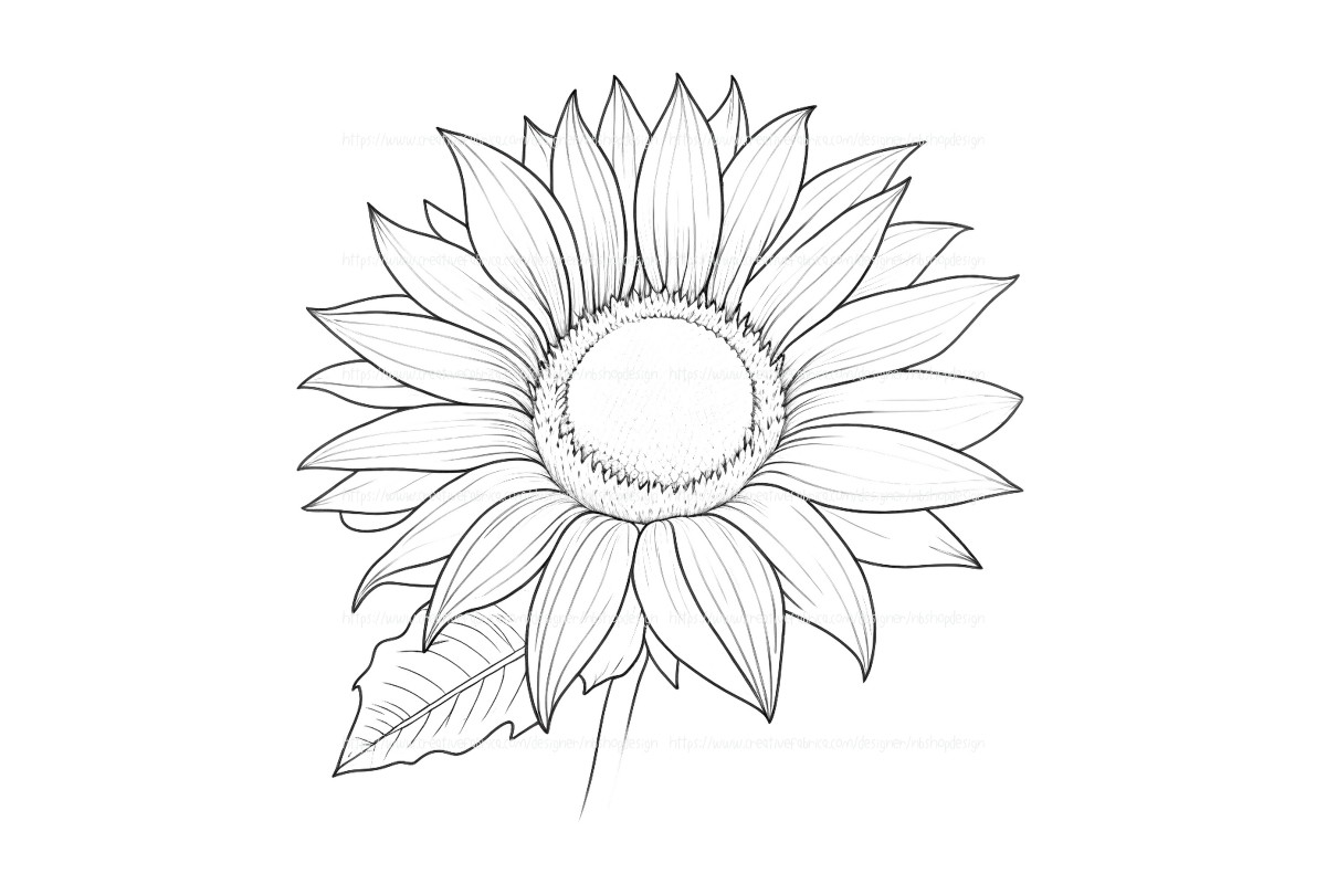 Sunflower, White Background Graphic by NBShopDesign · Creative Fabrica