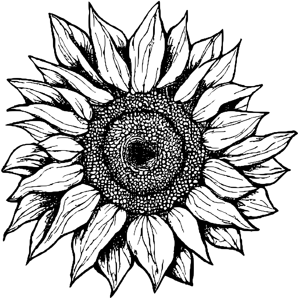 Sunflower Coloring Page · Creative Fabrica