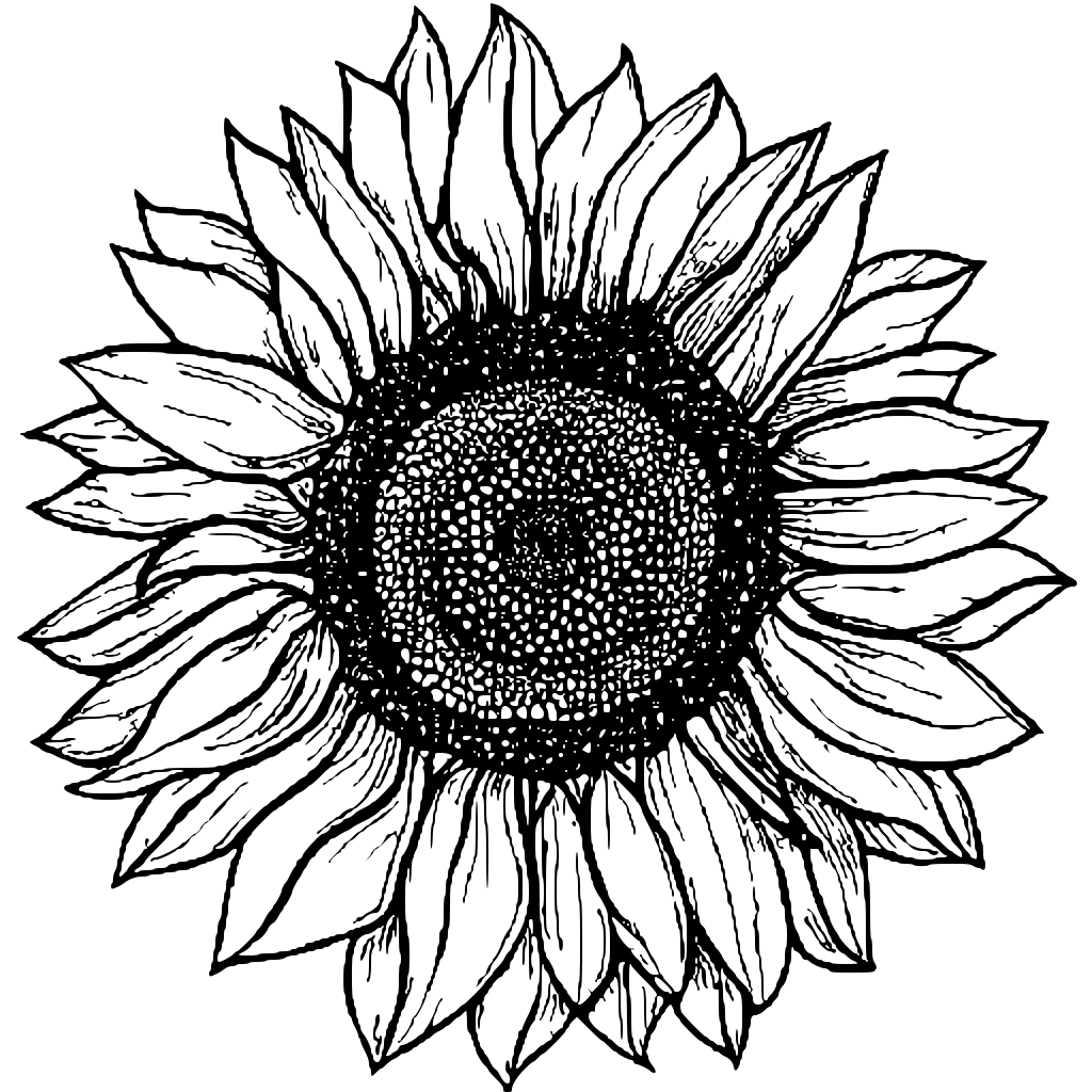 Color a Sunflower · Creative Fabrica