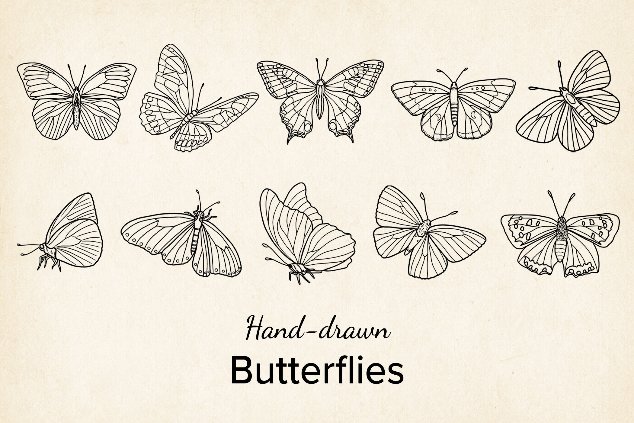 Vector Butterfly, Hand Drawn, SVG, PNG Graphic by Paper Art Garden ...