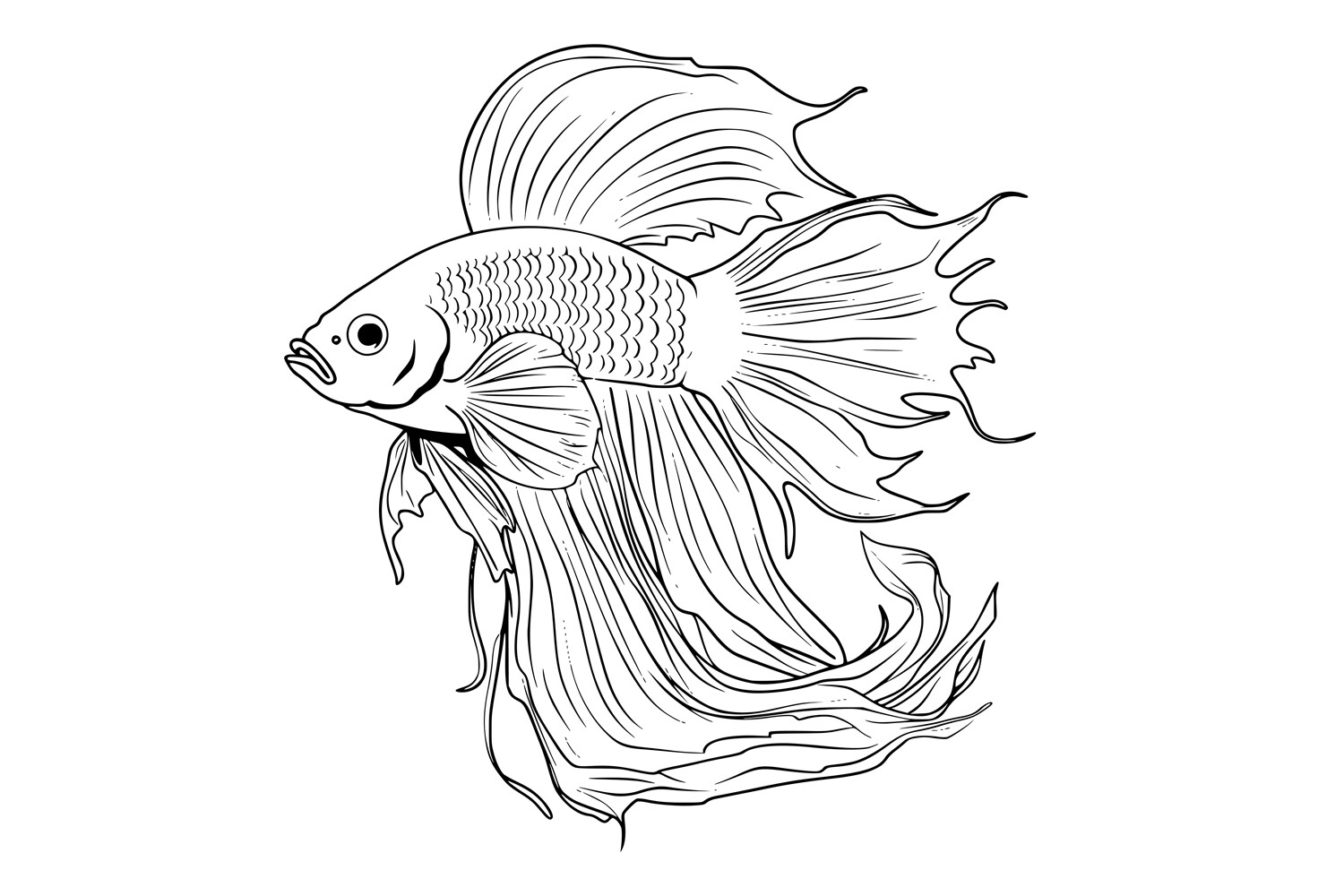 Betta Fish Coloring Pages for Kids Graphic by MyCreativeLife · Creative  Fabrica